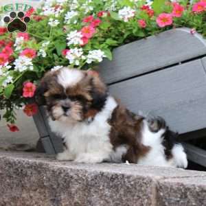 Ribbon, Teddy Bear Puppy